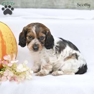 Scotty (mini), Dachshund Puppy