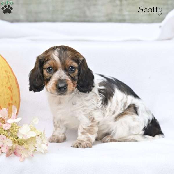 Scotty (mini), Dachshund Puppy