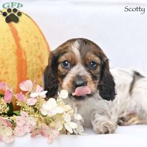 Scotty (mini), Dachshund Puppy