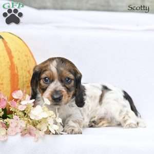 Scotty (mini), Dachshund Puppy