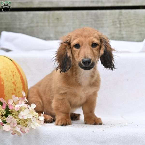 Brady-Mini, Dachshund Puppy