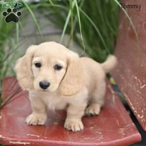 Tommy, Dachshund Puppy