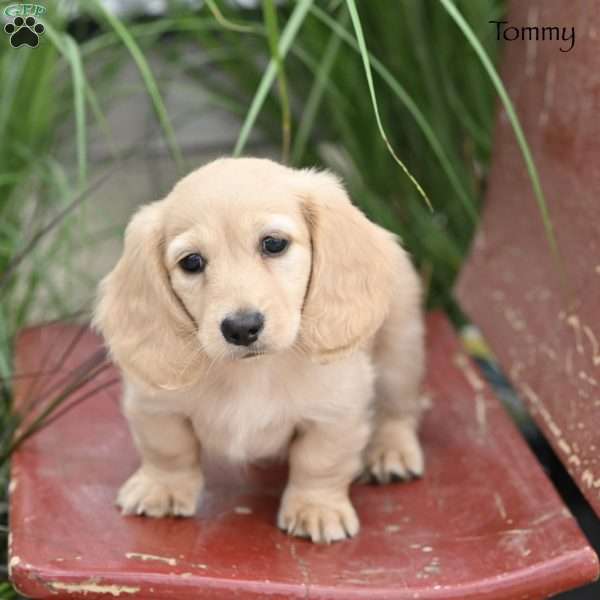 Tommy, Dachshund Puppy