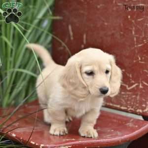 Tommy, Dachshund Puppy