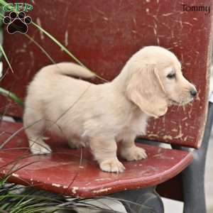 Tommy, Dachshund Puppy