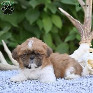 Hunter, Shih Tzu Puppy