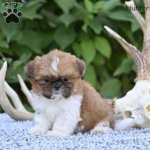 Hunter, Shih Tzu Puppy