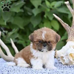 Hunter, Shih Tzu Puppy
