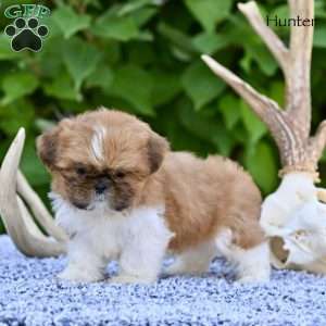 Hunter, Shih Tzu Puppy