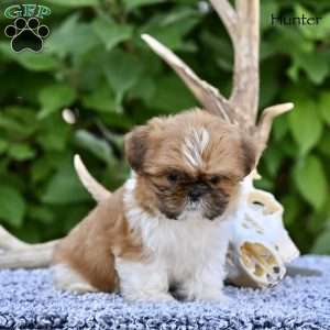 Hunter, Shih Tzu Puppy