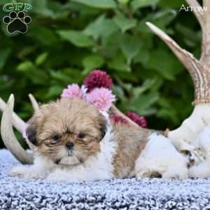 Arrow, Shih Tzu Puppy