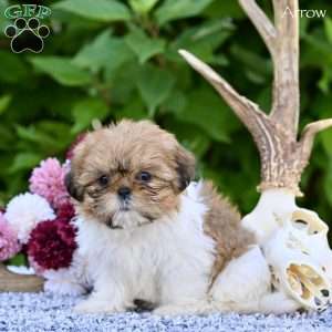 Arrow, Shih Tzu Puppy