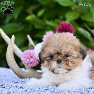 Arrow, Shih Tzu Puppy