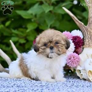 Arrow, Shih Tzu Puppy