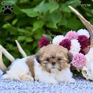 Arrow, Shih Tzu Puppy