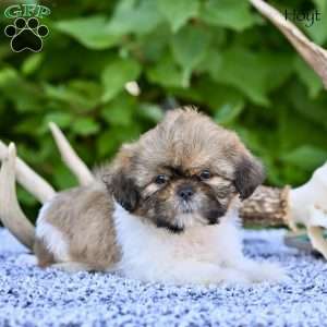 Hoyt, Shih Tzu Puppy