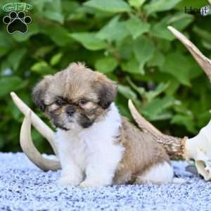 Hoyt, Shih Tzu Puppy