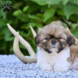 Hoyt, Shih Tzu Puppy