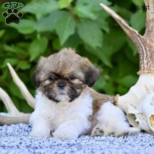 Hoyt, Shih Tzu Puppy