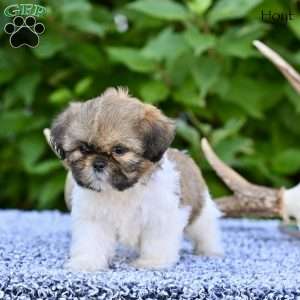 Hoyt, Shih Tzu Puppy