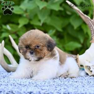 Remington, Shih Tzu Puppy