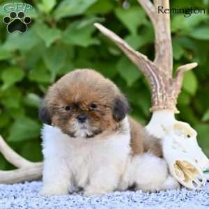 Remington, Shih Tzu Puppy