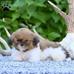 Remington, Shih Tzu Puppy