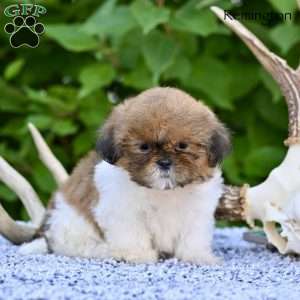 Remington, Shih Tzu Puppy