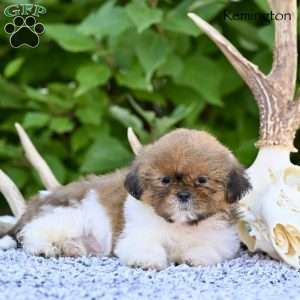 Remington, Shih Tzu Puppy