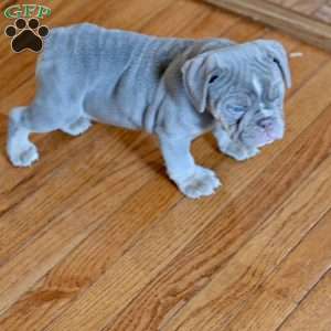Willow, Olde English Bulldogge Puppy