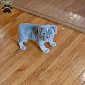 Willow, Olde English Bulldogge Puppy