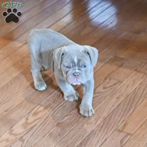 Willow, Olde English Bulldogge Puppy