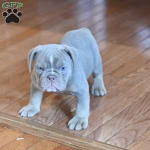 Willow, Olde English Bulldogge Puppy