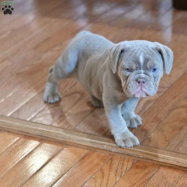 Willow, Olde English Bulldogge Puppy