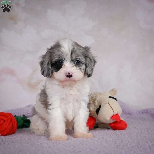 Ruby, Cavapoo Puppy