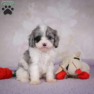 Ruby, Cavapoo Puppy