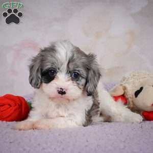 Ruby, Cavapoo Puppy