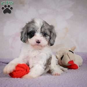 Ruby, Cavapoo Puppy