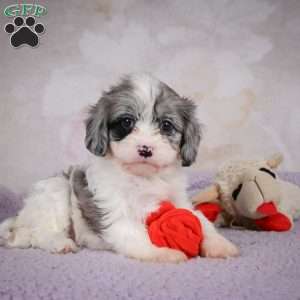 Ruby, Cavapoo Puppy