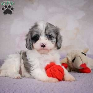 Ruby, Cavapoo Puppy