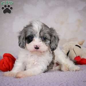 Ruby, Cavapoo Puppy