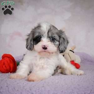 Ruby, Cavapoo Puppy