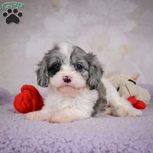 Ruby, Cavapoo Puppy