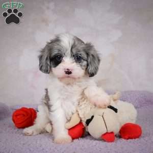 Ruby, Cavapoo Puppy