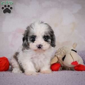Penny, Cavapoo Puppy