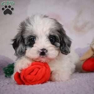 Penny, Cavapoo Puppy