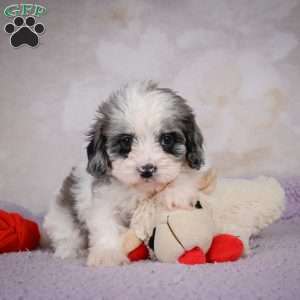 Penny, Cavapoo Puppy