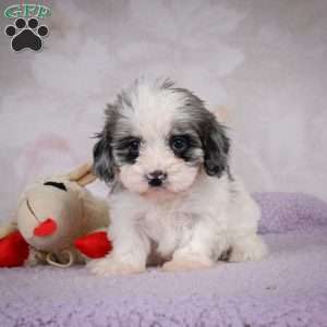Penny, Cavapoo Puppy