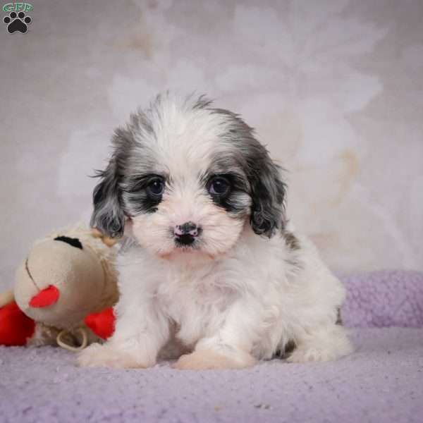 Penny, Cavapoo Puppy