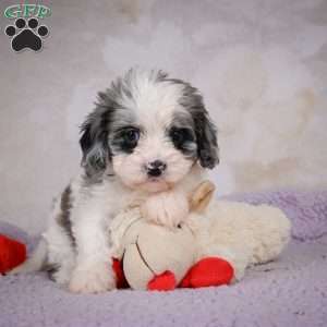 Penny, Cavapoo Puppy